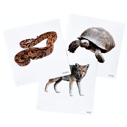 Dzikie zwierzęta po angielsku