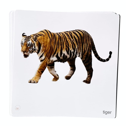 Dzikie zwierzęta po angielsku