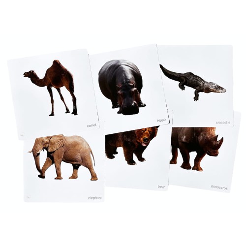 Dzikie zwierzęta po angielsku